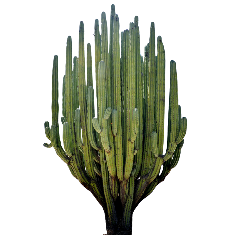clear torch cactus